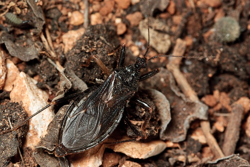 Reduvius personatus - Malta